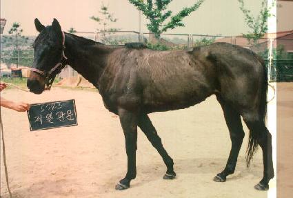 ���ϰ��� ����