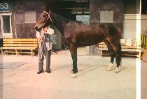 ����� (SAE BANG GOL) ����