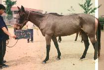 è������ (CHAMP ROSE) ����