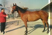 Ŀ�� (COUPLE) ����