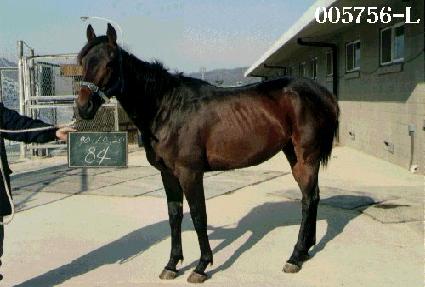 ����� ����