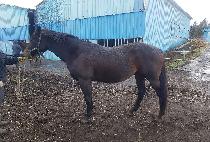 �ƴ��� (ANOUSH) ����