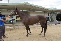 ������������ (JEJU PRINCESS) ����