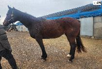 ������ (DORITZA) ����