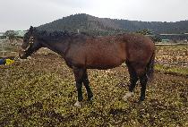 PRESERVATIONIST picture