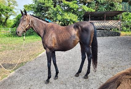 ����ƮĹ ����