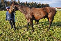 ���̵� (HEIDI) ����