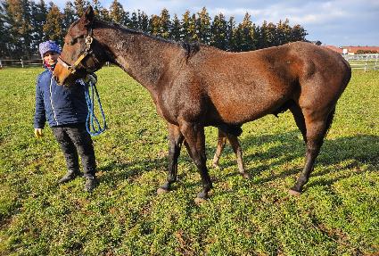 ���̵� ����