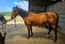 �����̽��ε�� (FRACING INDIAN) ����