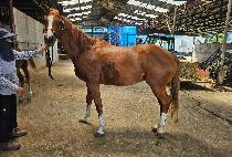 �̽�Ƽ������� (MYSTERIOUSJUSTICE) ����