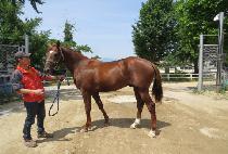 �ε�����Ÿ (ROAD TO STAR) ����