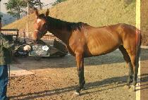 ����� (DAE KWAN BONG) ����