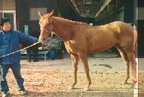 Ȳ�ݺ� (HWANG GEUM PYEUL) ����