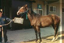 �α� (BU GUG) ����