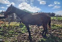 ���� (OH NO) ����