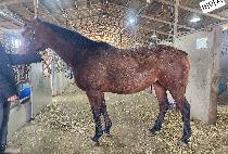 ����� (VIAZAR) ����