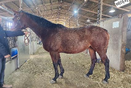 ����� ����