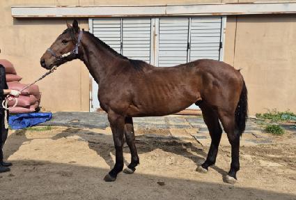 ������ŵ ����