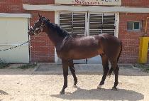 ��Ÿ��ƽ���� (FANTASTIC BOSS) ����