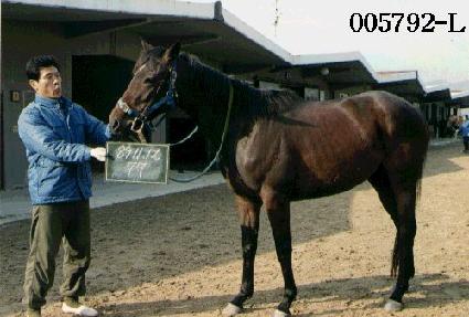 ����ȣ ����