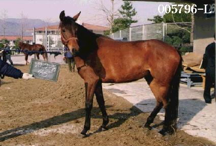 �������� ����