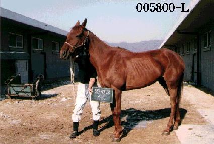 ����� ����