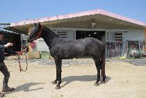 �õ�Ͽ��� (SYDNEY YEONGUNG) ����