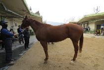 ũ��������Ÿ (CRAZY STAR) ����