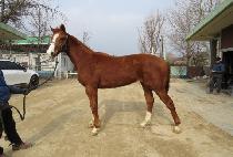 ����ī�� (GARAKAI) ����