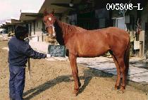 ��õ (BAEK CHEUN) ����