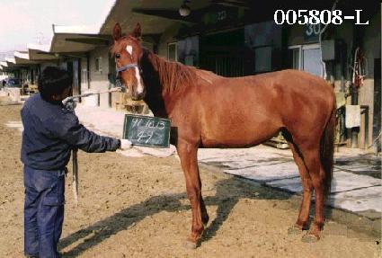 ��õ ����