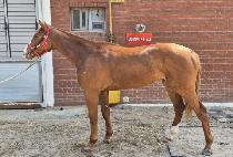 ���̳ο����� (FINAL WARRIOR) ����