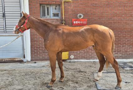 ���̳ο����� ����