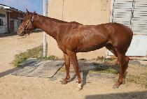 ����Ʈ���� (SMART RUNNER) ����