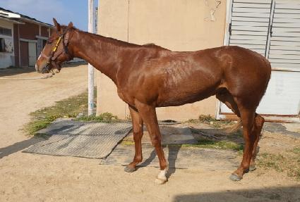 ����Ʈ���� ����