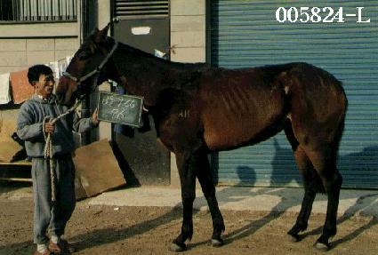 ���ȣ ����