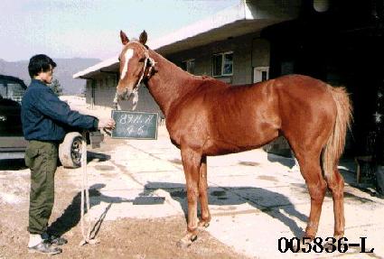 ��巯�� ����