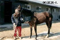 ĥ��ȣ (CHIL KOK HO) ����