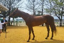 ���޳�ȣ��� (YUMENO HONOO) ����