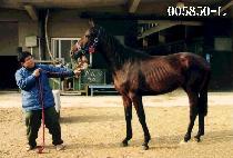 ��Ծ� (JAGUAR) ����