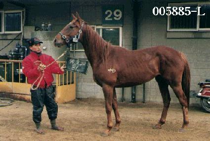 �����Ǻ� ����