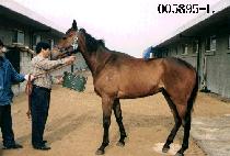 ������ (SEAM MA EUL) ����