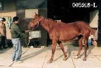 ��Ÿ�� (NEW TOWN) ����