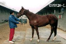 ���ô� (SAE SI DAE) ����