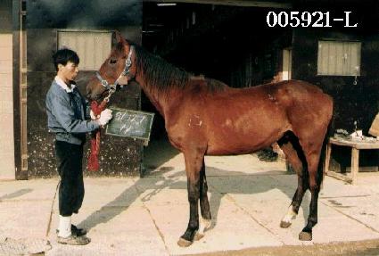 �ص� ����