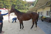 ������ġŸ (JINGYEOGUI CHEETAH) ����