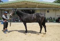 ���������̳� (MOVING VOLCANO) ����