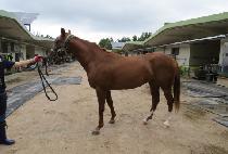 ī�캸���� (COWBOY QUEEN) ����