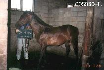 ����è�� (SUPER CHAMP) ����