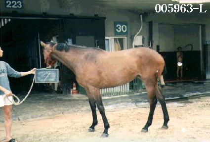 ������� ����